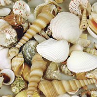 colorific farmed sea shells assorted 1kg
