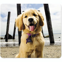 fellowes recycled optical mouse pad puppy at beach