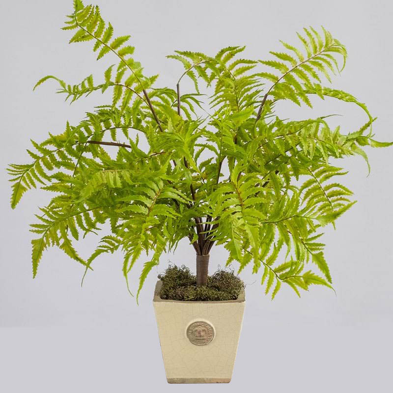 Image for PLANT IMAGE FOREST FERN SMALL 540 X 380MM GREEN from Mackay Business Machines (MBM) Office National