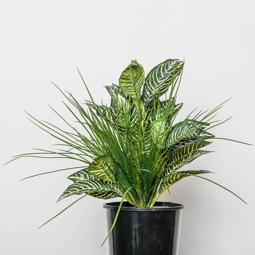 Image for PLANT IMAGE ZEBRA MIX TAMBOUR POT from Office National Perth CBD